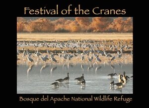 Festival of Cranes, Bosque del Apache, Socorro, NM.